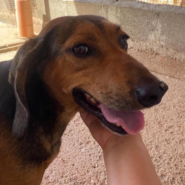 PUCK dolce segugetto 5 anni cerca casa - adozione canile di Latina Foto 3