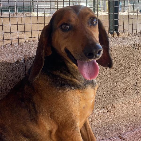 PUCK dolce segugetto 5 anni cerca casa - adozione canile di Latina Foto 4
