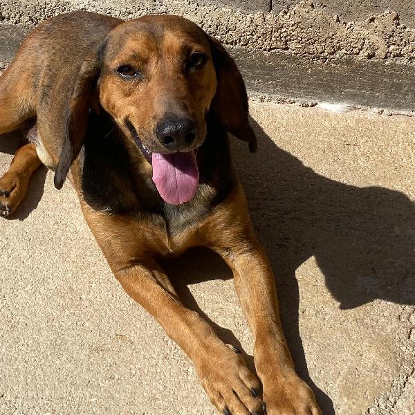 PUCK dolce segugetto 5 anni cerca casa - adozione canile di Latina Foto 5