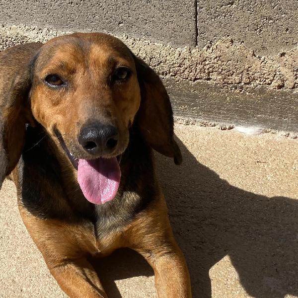 PUCK dolce segugetto 5 anni cerca casa - adozione canile di Latina Foto 6