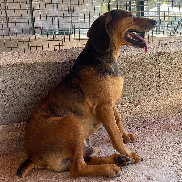 PUCK dolce segugetto 5 anni cerca casa - adozione canile di Latina Foto 7