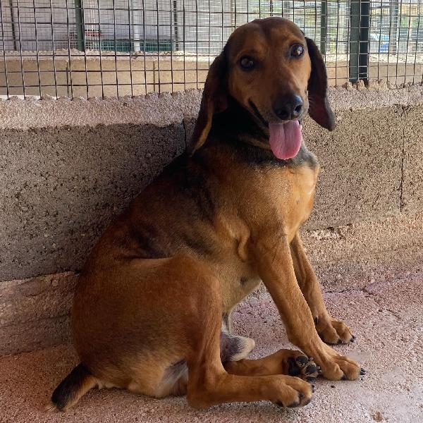 PUCK dolce segugetto 5 anni cerca casa - adozione canile di Latina Foto 8