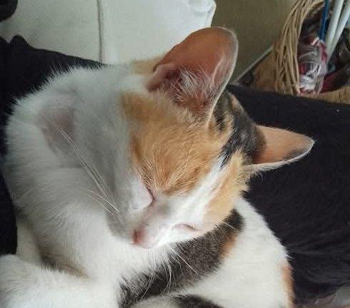 TRILLY , dolcissima micia in adozione! Foto 8