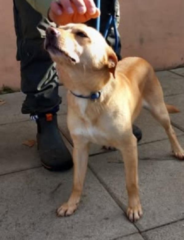 Willy 4anni e 1/2 kg 9 SOS NAPOLI Foto 3