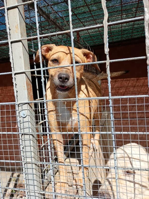 Demi cagnolina 3 anni ben socializzata  Foto 3