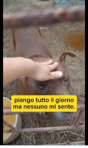 8anni di attesa invana chiuso in box SUD Foto 2