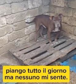 8anni di attesa invana chiuso in box SUD Foto 4