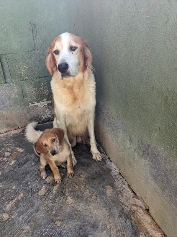 Rumi Cagnolona 3 Anni E Mezzo Dolcissima 