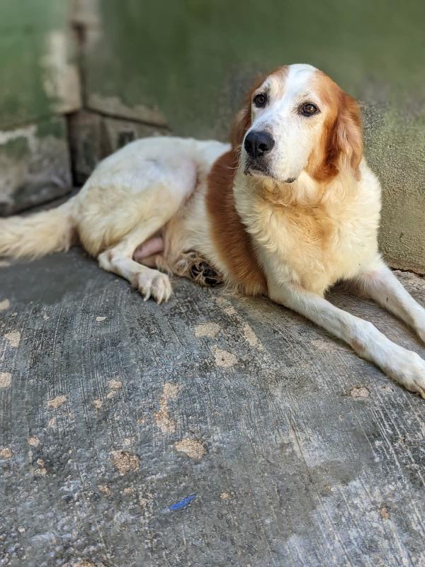 Rumi cagnolona 3 anni e mezzo dolcissima  Foto 2