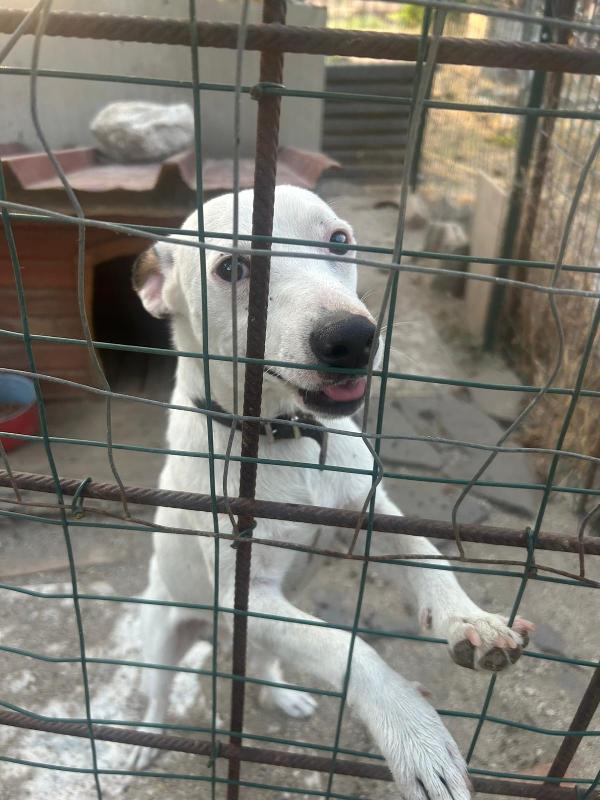 Neruda Giovane Cagnolino Taglia Piccola Cerca Casa