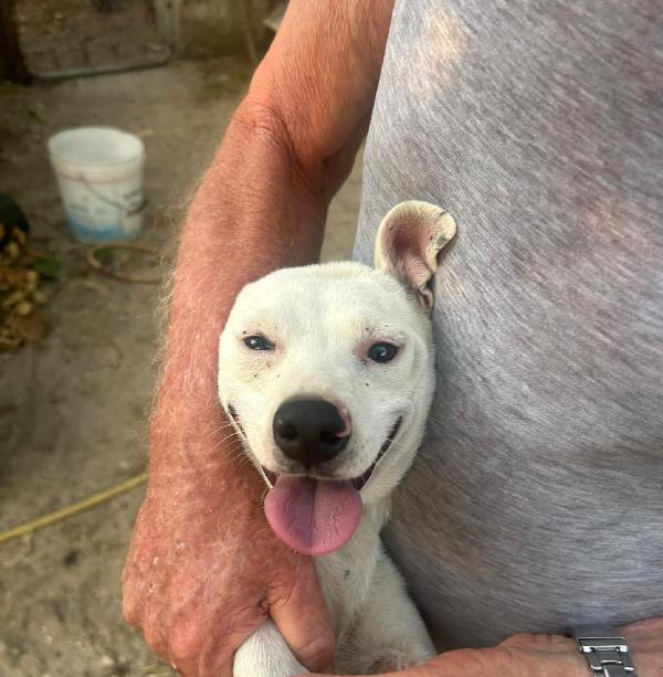 Neruda giovane cagnolino taglia piccola cerca casa Foto 2