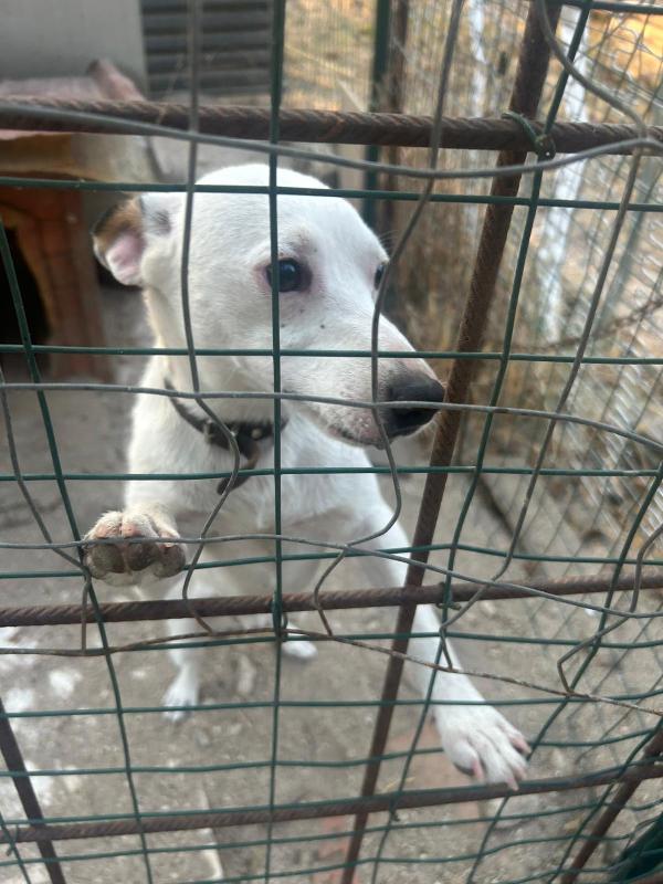 Neruda giovane cagnolino taglia piccola cerca casa Foto 3