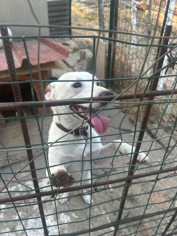 Neruda giovane cagnolino taglia piccola cerca casa Foto 4