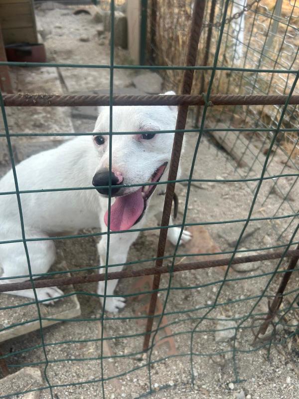 Neruda giovane cagnolino taglia piccola cerca casa Foto 5