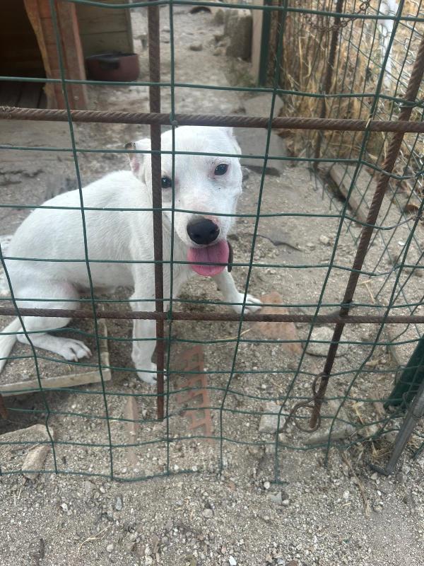 Neruda giovane cagnolino taglia piccola cerca casa Foto 6