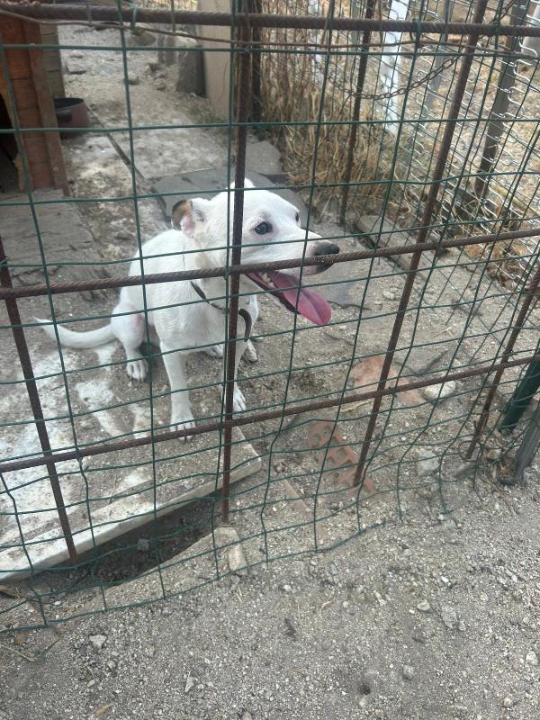 Neruda giovane cagnolino taglia piccola cerca casa Foto 7