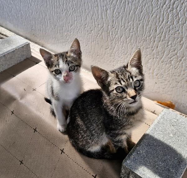 Micini Tigrato 1Mese E 1/2 Mamma Deceduta.voghera