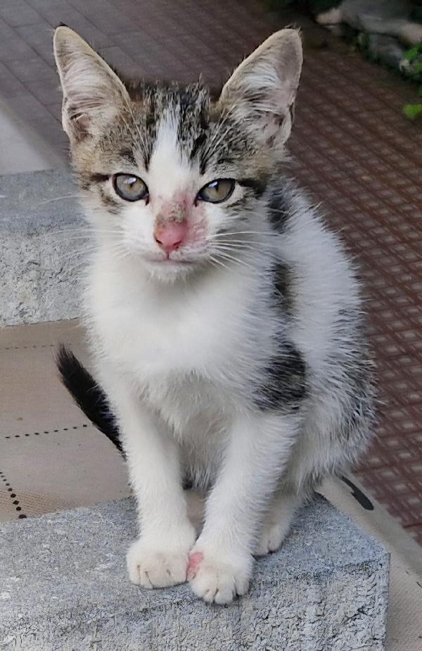 Micini tigrato 1mese e 1/2 mamma deceduta.VOGHERA Foto 2