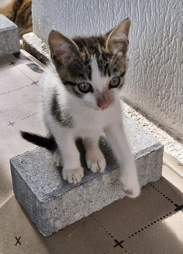 Micini tigrato 1mese e 1/2 mamma deceduta.VOGHERA Foto 3
