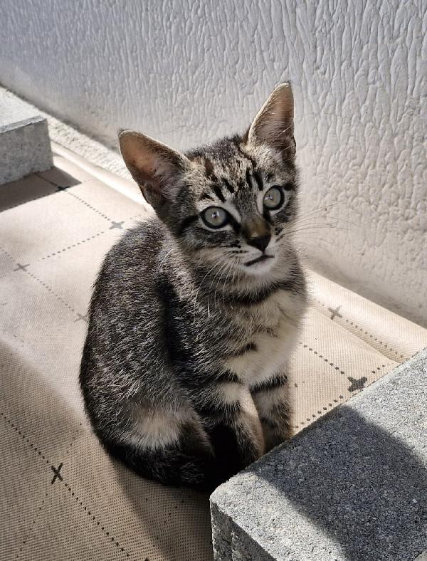 Micini tigrato 1mese e 1/2 mamma deceduta.VOGHERA Foto 4