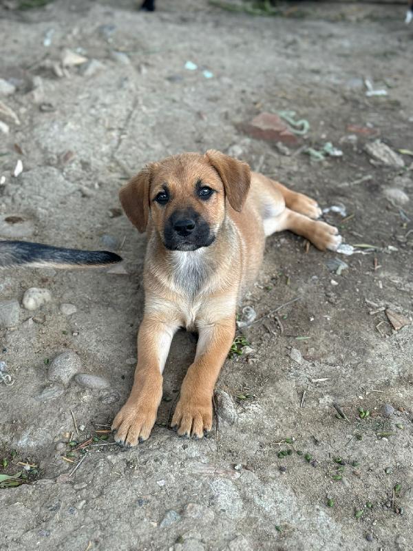 Cuccioli Meravigliosi 🌈