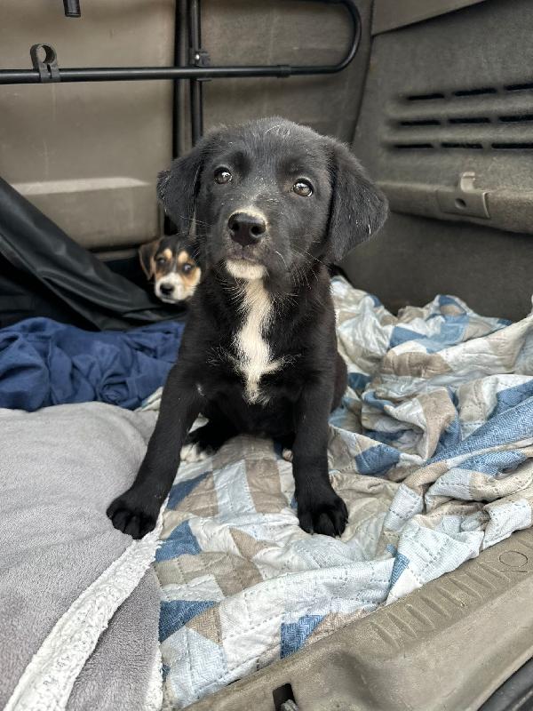 Cuccioli meravigliosi 🌈 Foto 3