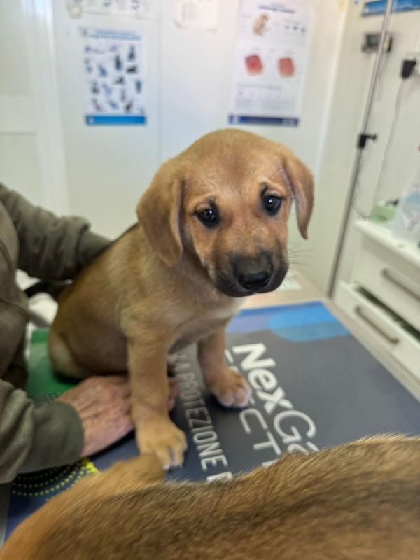 Cuccioli meravigliosi 🌈 Foto 4
