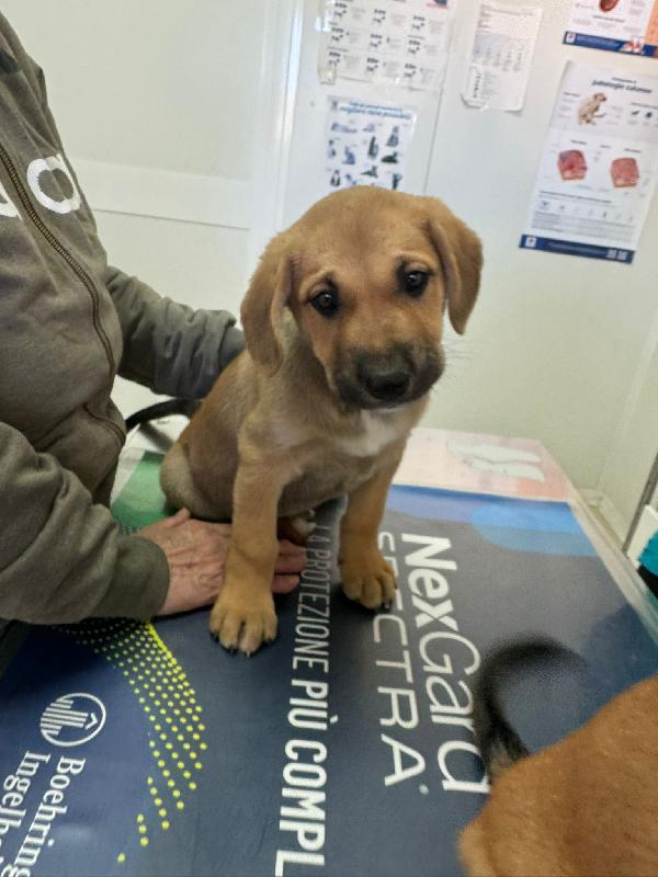 Cuccioli meravigliosi 🌈 Foto 6