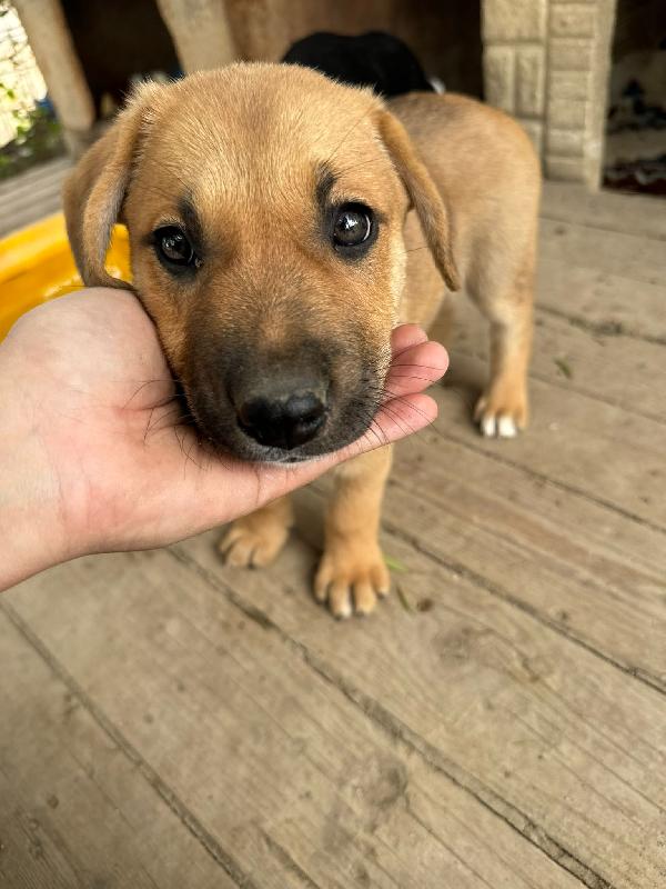 Cuccioli meravigliosi 🌈 Foto 7