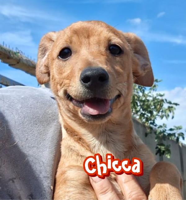 Chicca Cucciolina Di Taglia Piccola Cerca Casa ❤️