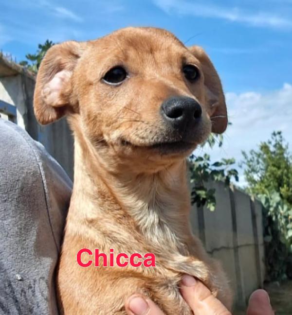 Chicca cucciolina di taglia piccola cerca casa ❤️ Foto 2