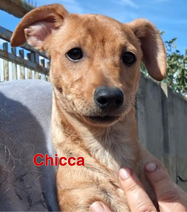 Chicca cucciolina di taglia piccola cerca casa ❤️ Foto 3