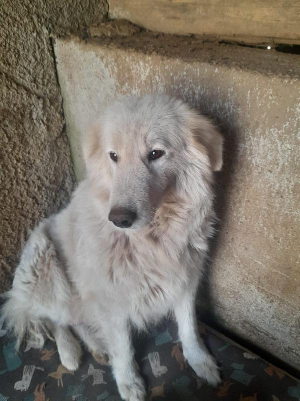 MARY – 6 anni, simil Pastore Maremmano, taglia medio-grande (27-30 kg) Foto 5