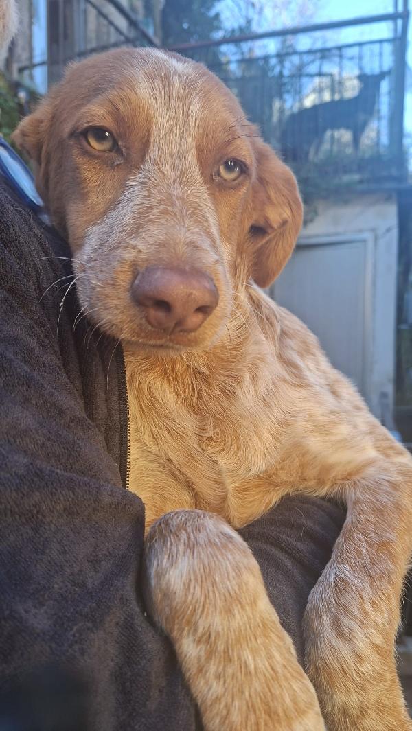 Bred Cucciolo Incrocio Setter /Breton 