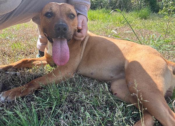 Roma - Cagnolina Mix Amstaff-Pitbull Di 1 Anno E Mezzo