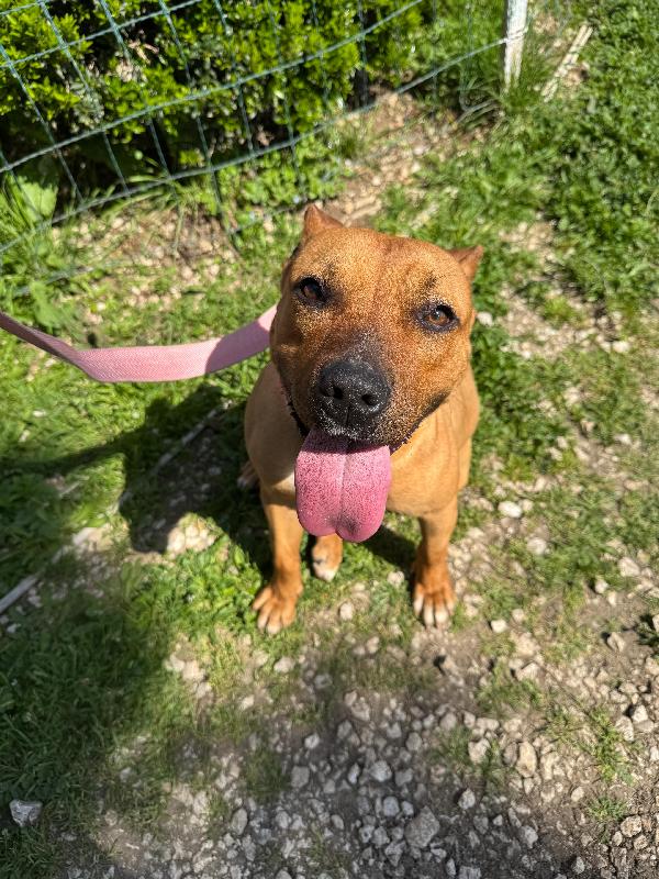 ROMA - cagnolina mix amstaff-pitbull di 1 anno e mezzo Foto 2