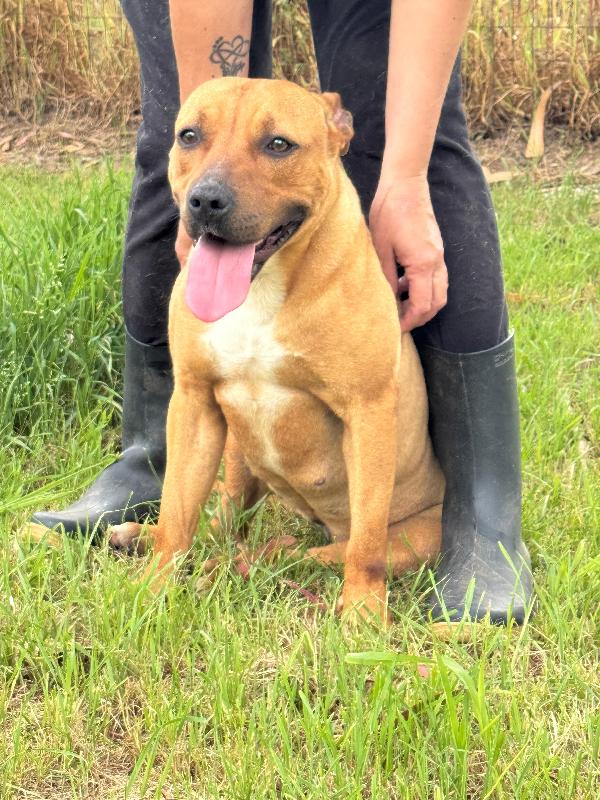 ROMA - cagnolina mix amstaff-pitbull di 1 anno e mezzo Foto 3
