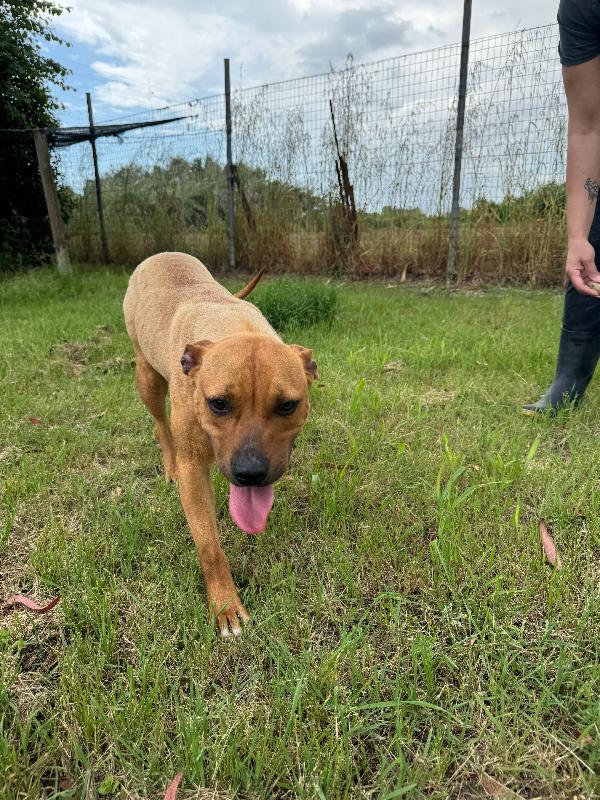 ROMA - cagnolina mix amstaff-pitbull di 1 anno e mezzo Foto 4