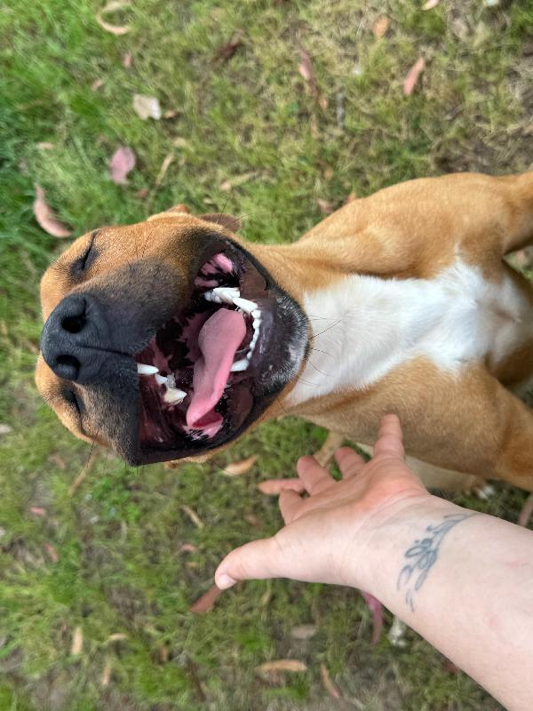 ROMA - cagnolina mix amstaff-pitbull di 1 anno e mezzo Foto 5