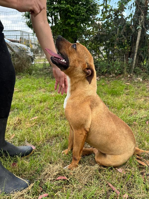 ROMA - cagnolina mix amstaff-pitbull di 1 anno e mezzo Foto 6