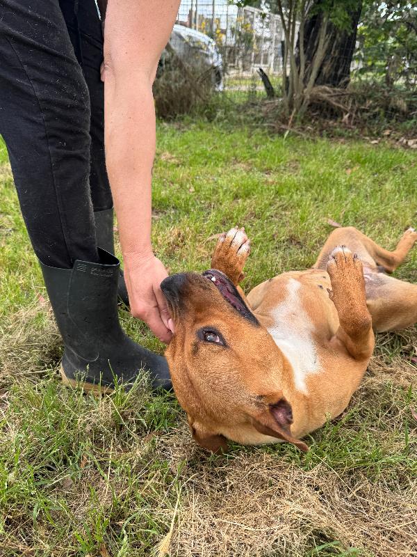 ROMA - cagnolina mix amstaff-pitbull di 1 anno e mezzo Foto 7
