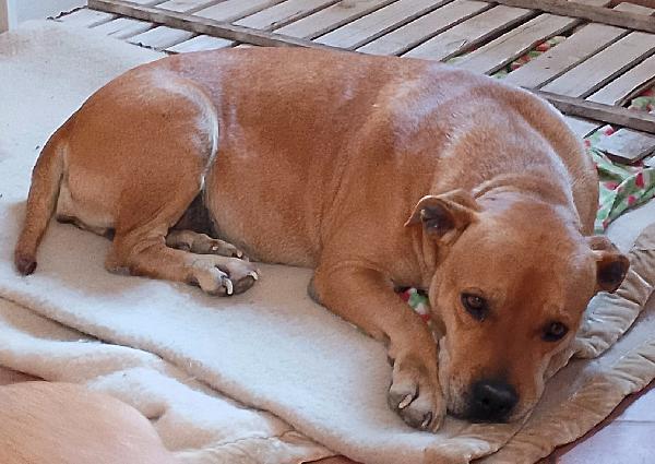 Kira Pitbull 10 Anni