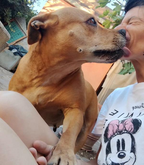 Kira pitbull 10 anni Foto 2