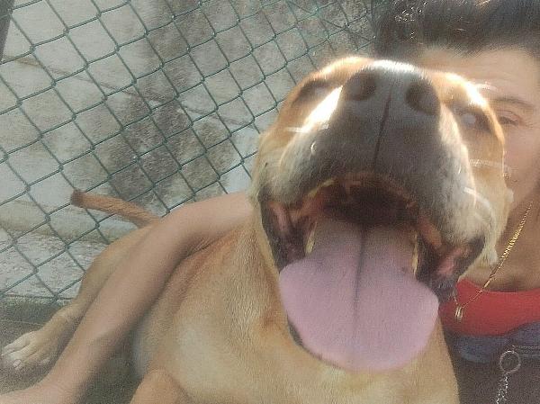 Kira pitbull 10 anni Foto 5