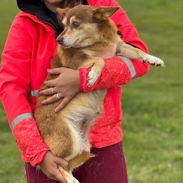 Fiore dolce cagnolina incrocio CORGI CHIHUAHUA cerca adozione Foto 2