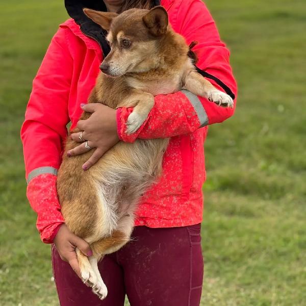 Fiore dolce cagnolina incrocio CORGI CHIHUAHUA cerca adozione Foto 3