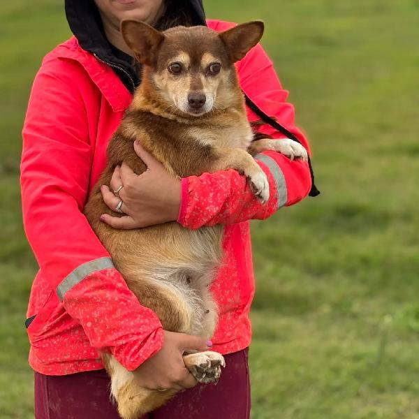 Fiore dolce cagnolina incrocio CORGI CHIHUAHUA cerca adozione Foto 4