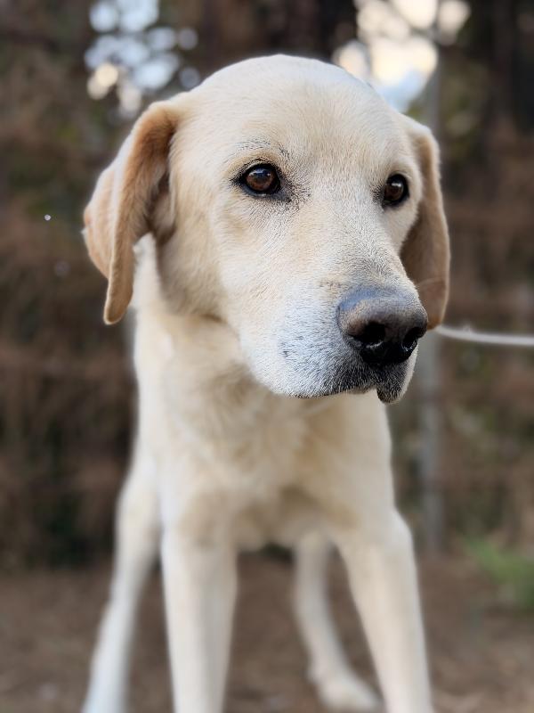 Leo Labrador Anziano Cerca Casa 