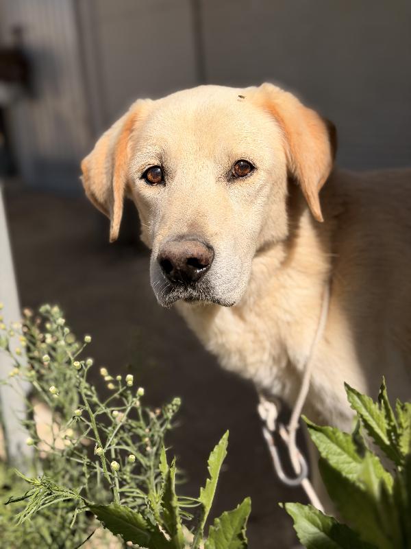 Leo Labrador anziano cerca casa  Foto 2