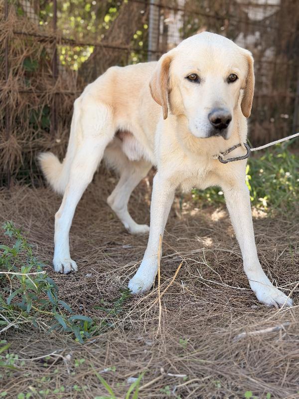 Leo Labrador anziano cerca casa  Foto 3
